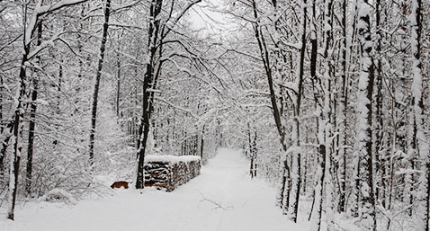 Wienerwald